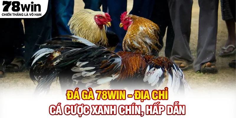 Đá gà 78WIN - Địa chỉ cá cược xanh chín, hấp dẫn