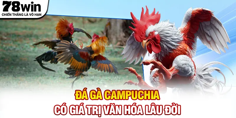 Đá gà Campuchia có giá trị văn hóa lâu đời