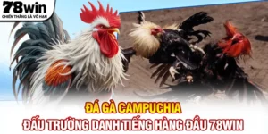 Đá Gà Campuchia - Đấu Trường Danh Tiếng Hàng Đầu 78WIN