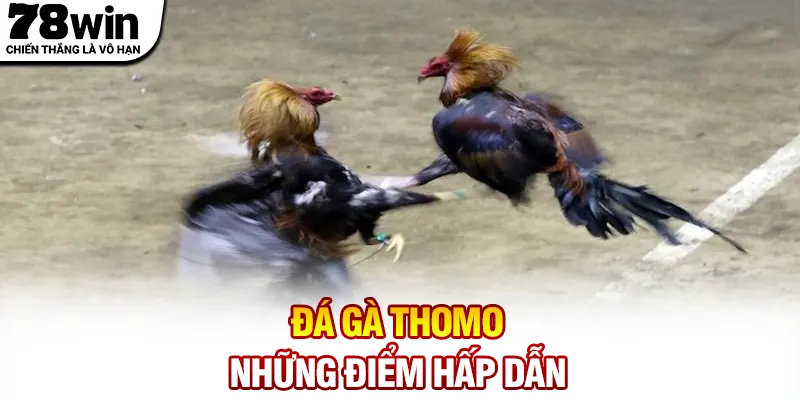 Đá gà Thomo - Những điểm hấp dẫn