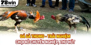 Đá Gà Thomo - Trải Nghiệm Chọi Kê Chuyên Nghiệp, Thu Hút