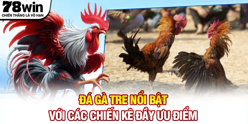 Đá gà tre nổi bật với các chiến kê đầy ưu điểm