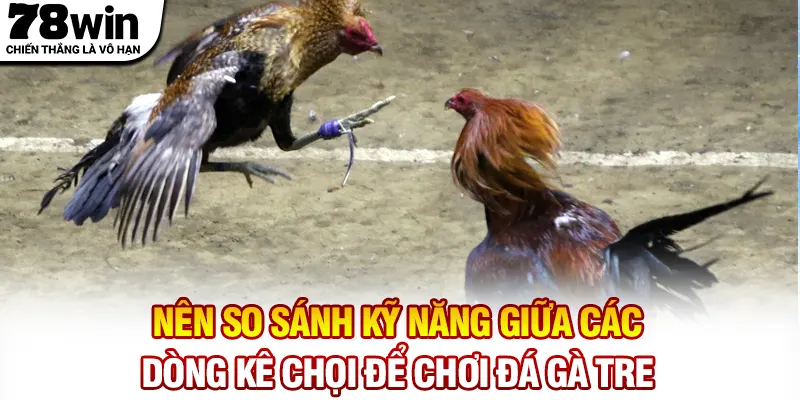Nên so sánh kỹ năng giữa các dòng kê chọi để chơi đá gà tre