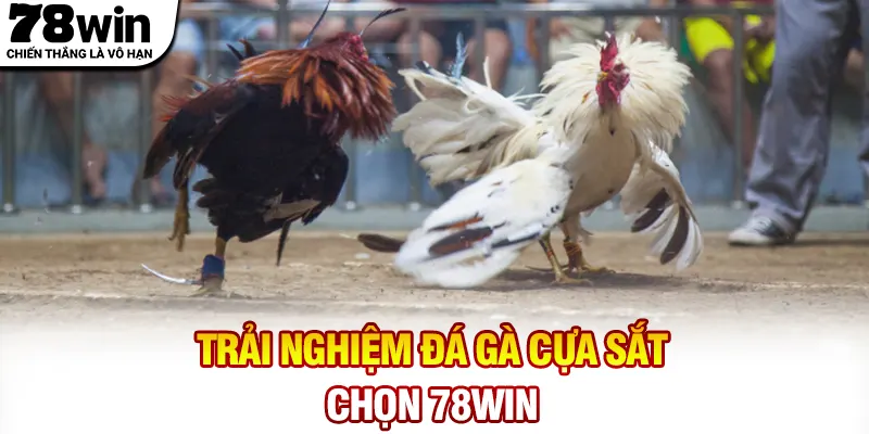 Trải nghiệm đá gà cựa sắt chọn 78WIN