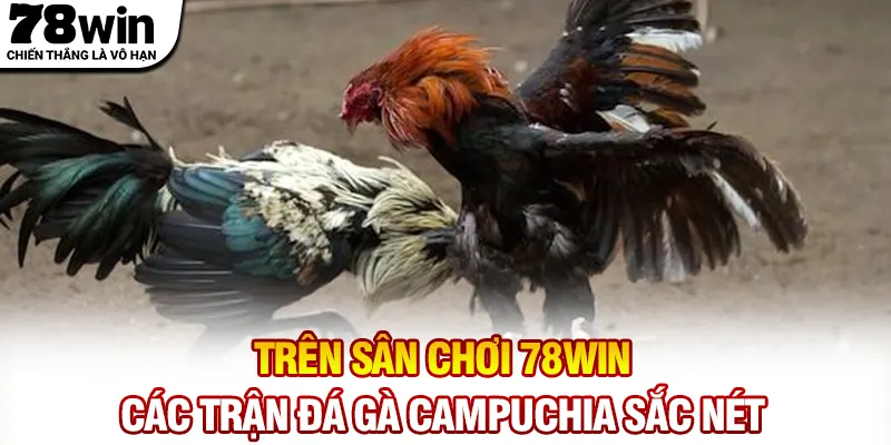 Trên sân chơi 78WIN các trận đá gà Campuchia sắc nét